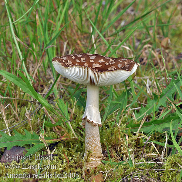 Amanita regalis bm2406