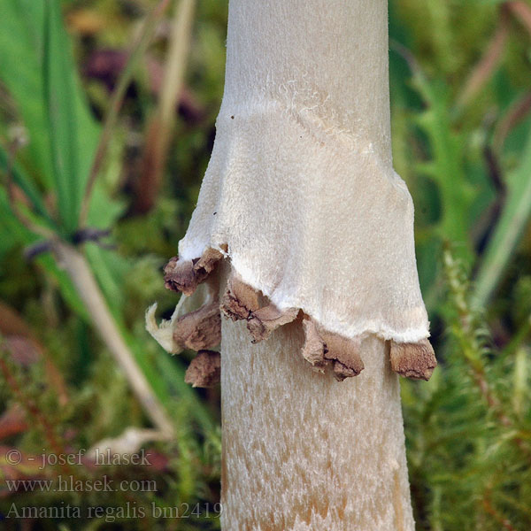 Amanita regalis bm2419