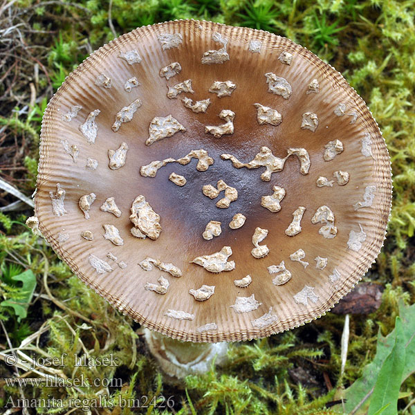 Muchotrávka kráľovská Rjava mušnica Amanita regalis