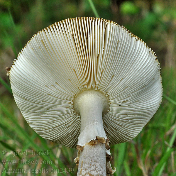 Muchomůrka královská Königsfliegenpilz Muchomor królewski