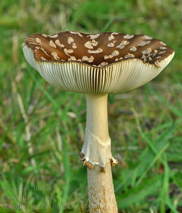 Amanita regalis bm2454