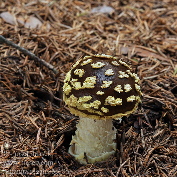 Amanita regalis Muchomůrka královská