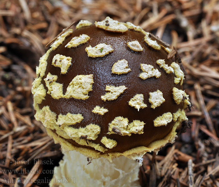 Amanita regalis Königsfliegenpilz Muchomor królewski