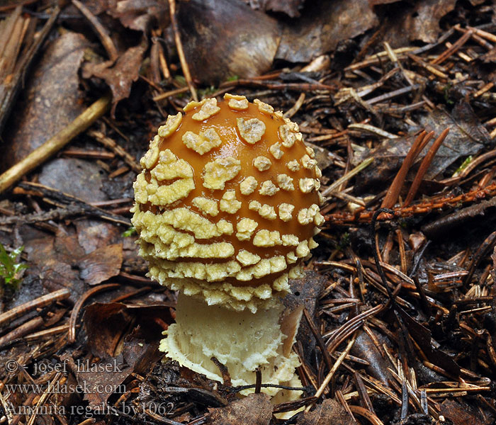 Amanita regalis Muchomůrka královská