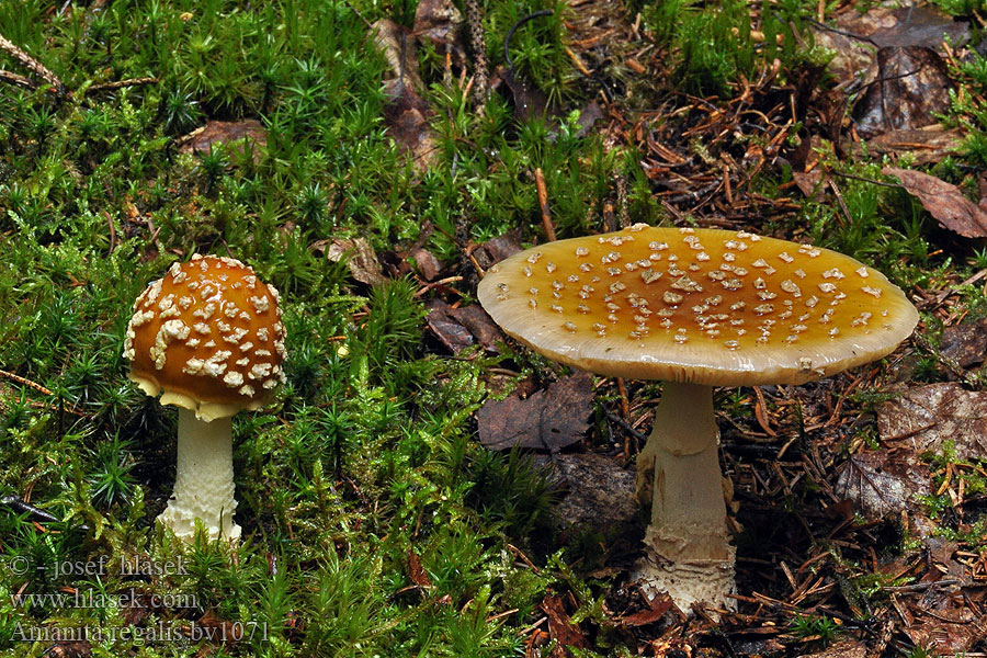 Amanita regalis Königsfliegenpilz