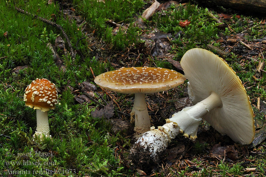 Amanita regalis Muchomor królewski