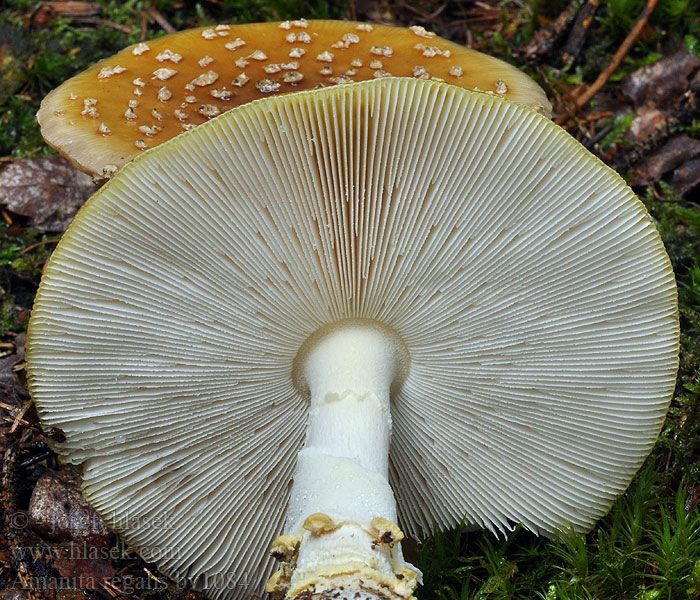 Amanita regalis Мухомор королевский