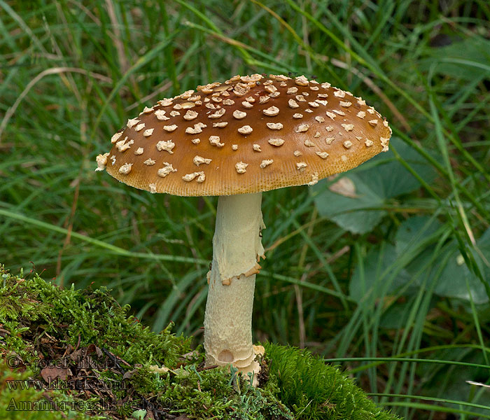 Königsfliegenpilz Amanita regalis