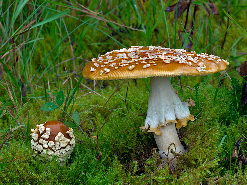 Muchomůrka královská Amanita regalis