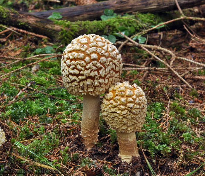 Amanita regalis