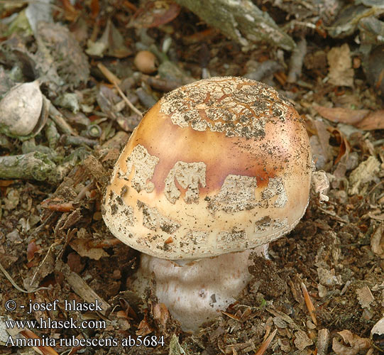 Amanita rubescens Blusher Rødmende fluesvamp Rusokärpässieni Amanite rougissante