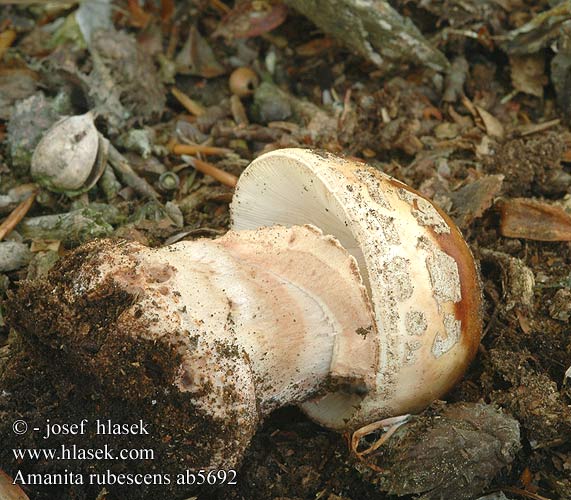 Amanita rubescens Rusokärpässieni Amanite rougissante Parelamaniet