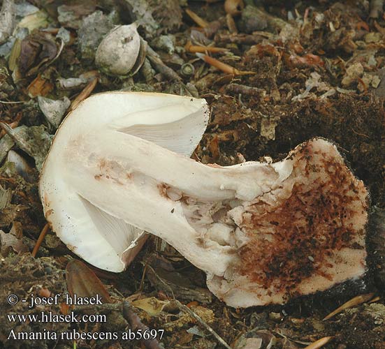 Amanita rubescens Parelamaniet Piruló galóca Muchomor czerwieniejący