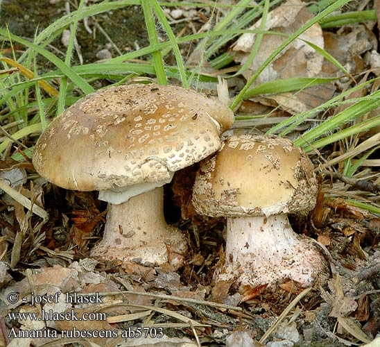 Amanita rubescens ab5703