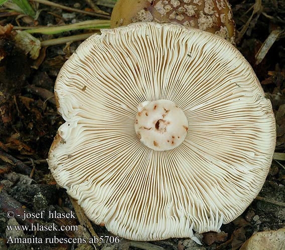 Amanita rubescens Muchomůrka růžovka Amanita rosada Rodnande flugsvamp