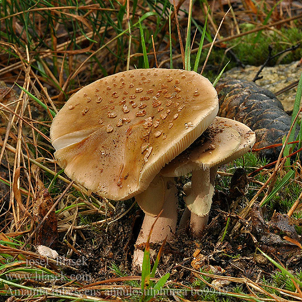 Amanita rubescens Muchomůrka růžovka Amanita rosada Rodnande flugsvamp