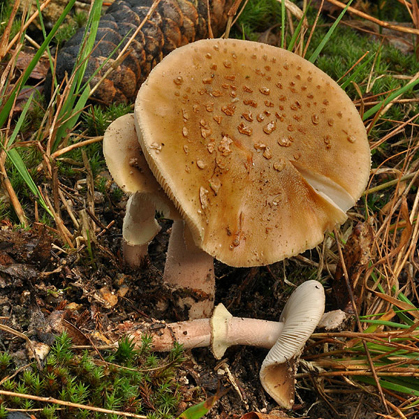 Amanita rubescens annulosulphurea Amanita rosada Rodnande flugsvamp