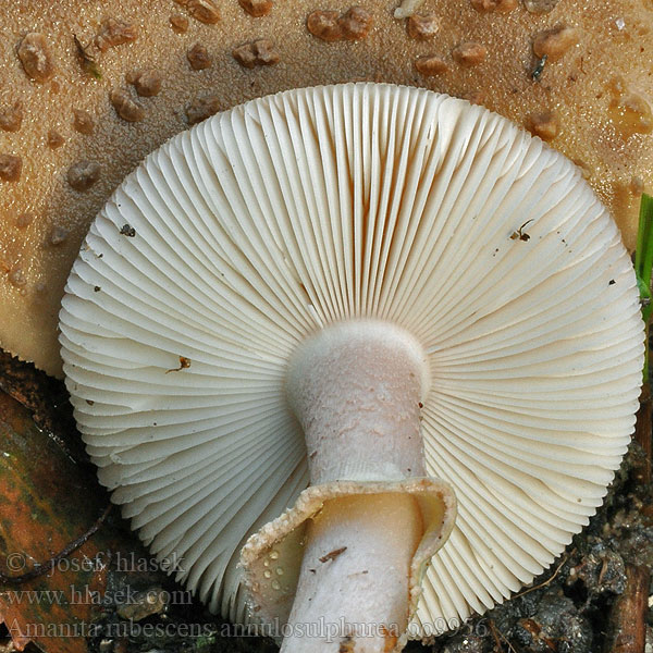 Amanita rubescens annulosulphurea bo9956