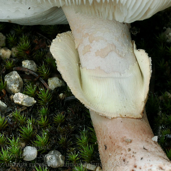 Amanita rubescens annulosulphurea Muchomůrka růžovka žlutoprstená