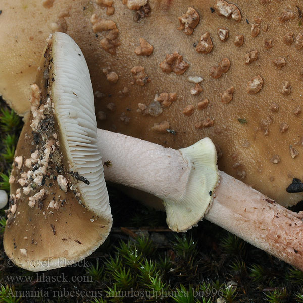 Amanita rubescens annulosulphurea bo9967