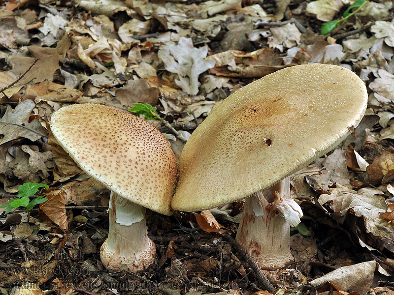 Muchomůrka růžovka žlutoprstená Amanita rubescens annulosulphurea