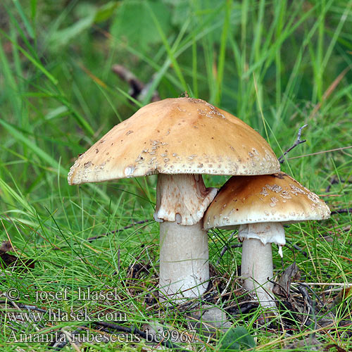 Amanita rubescens bc9967