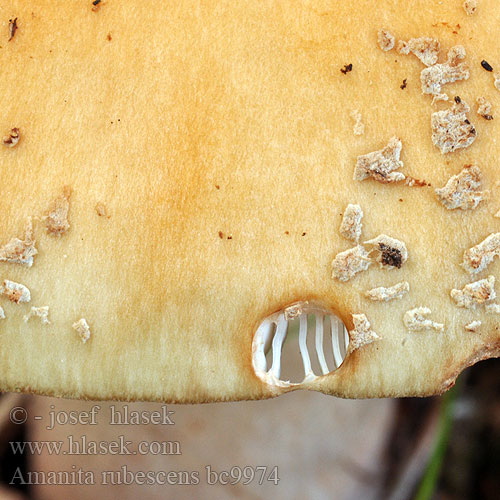 Amanita rubescens bc9974