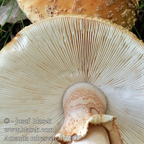 Amanita rubescens bc9979