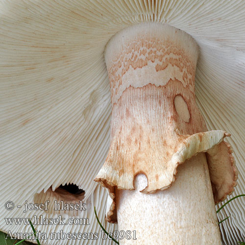 Amanita rubescens bc9981