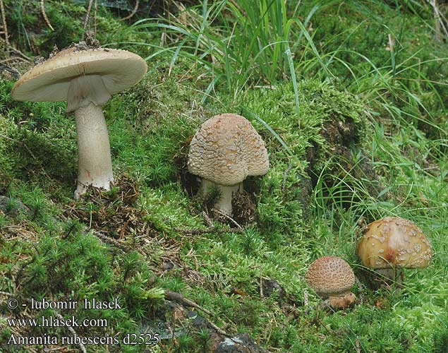 Amanita rubescens Мухомор серо-розовый розовый кра