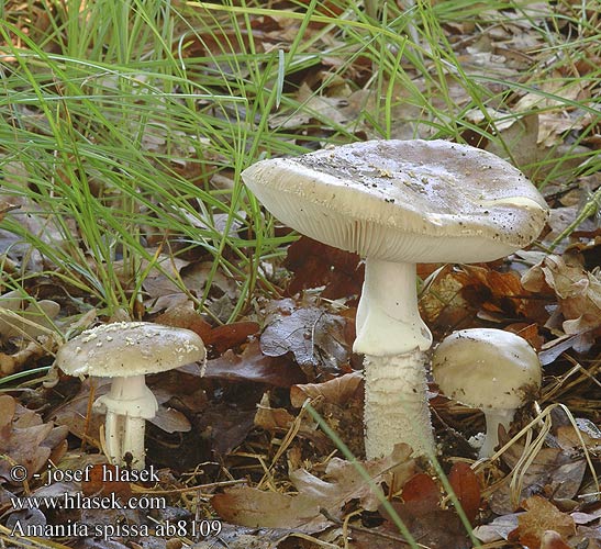 Amanita spissa excelsa Muchomůrka šedivka Grauer Wulstling