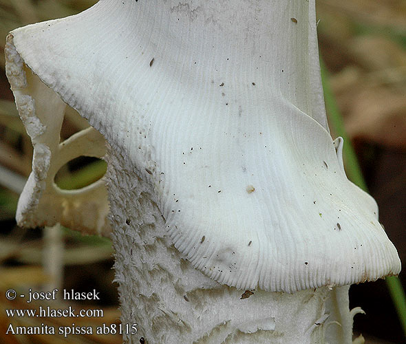 Amanita spissa Muchomor twardawy Čokata mušnica Kamskivlingar