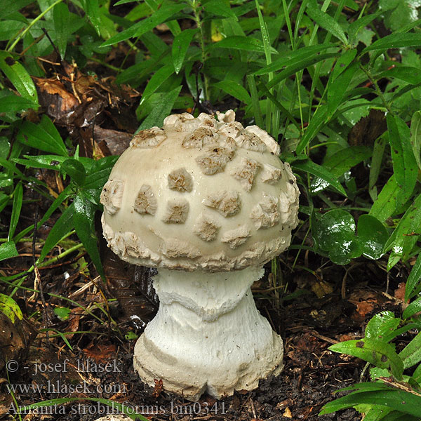 Amanita strobiliformis solitaria Мухомор шишковидный Muchomor szyszkowaty