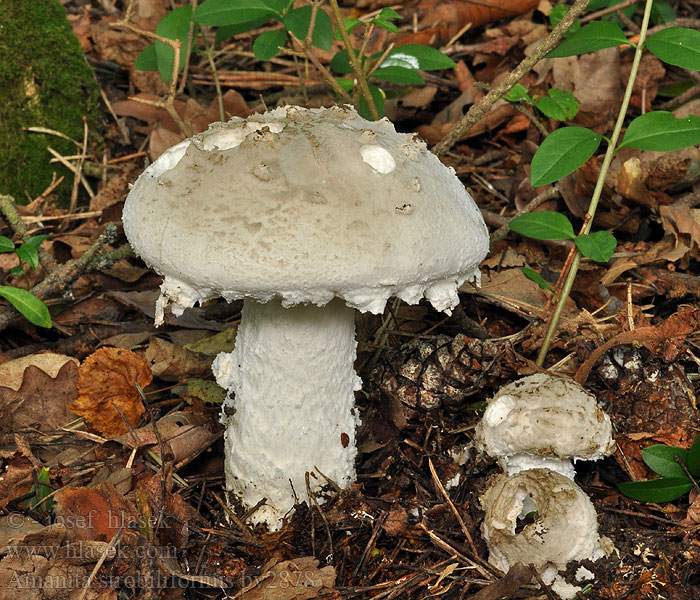 Amanita strobiliformis Muchomůrka šiškovitá Amanite solitaire