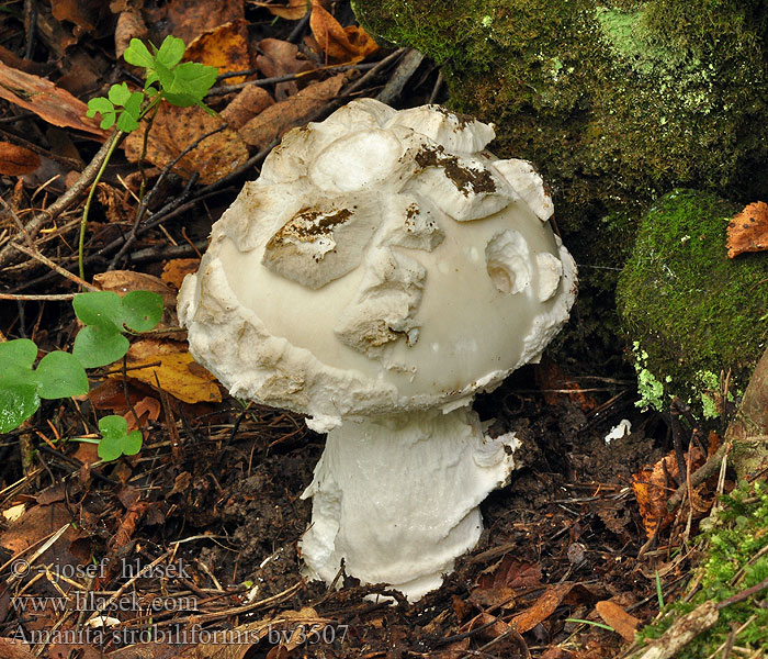 Amanita strobiliformis Fransige Wulstling Bārkstainā mušmire