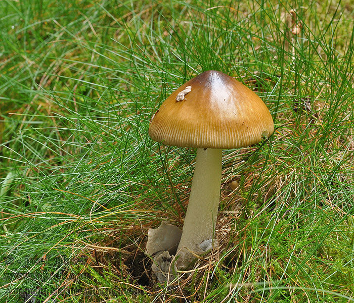 Amanita submembranacea Muchomůrka šedopochvá Grauhäutiger Scheidenstreifling