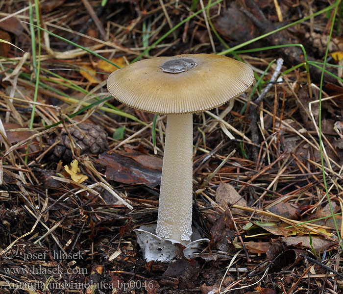 Amanita battarrae umbrinolutea Muchomůrka hnědožlutá žlutoolivová