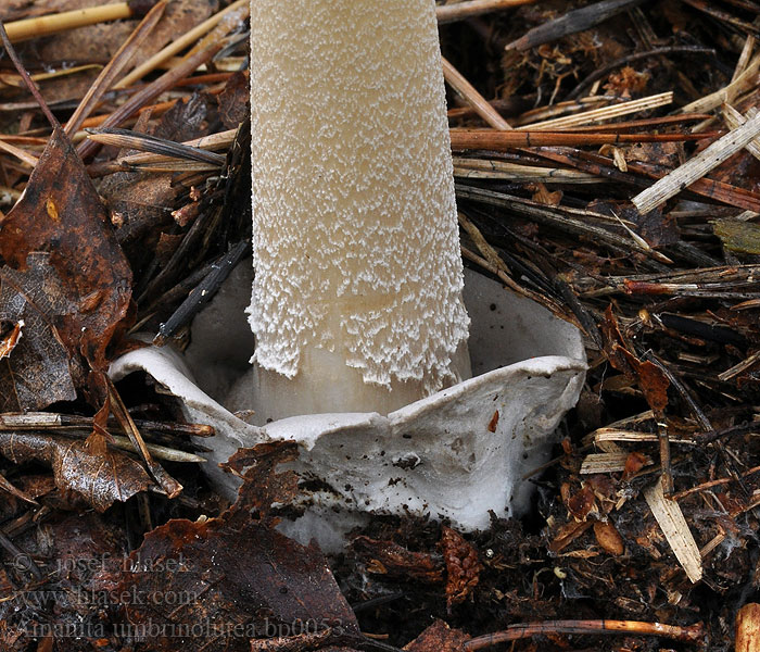 Amanita umbrinolutea Pošvatka hnědožlutá Muchomor oliwkowy