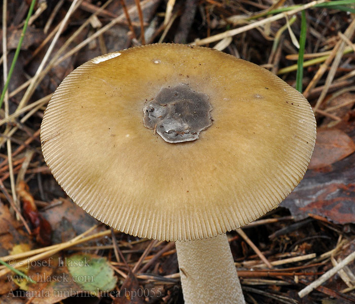 Amanita umbrinolutea Verfärbender Scheidenstreifling