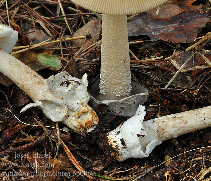 Amanita umbrinolutea Dvobarvni lupinar Kehäkärpässieni