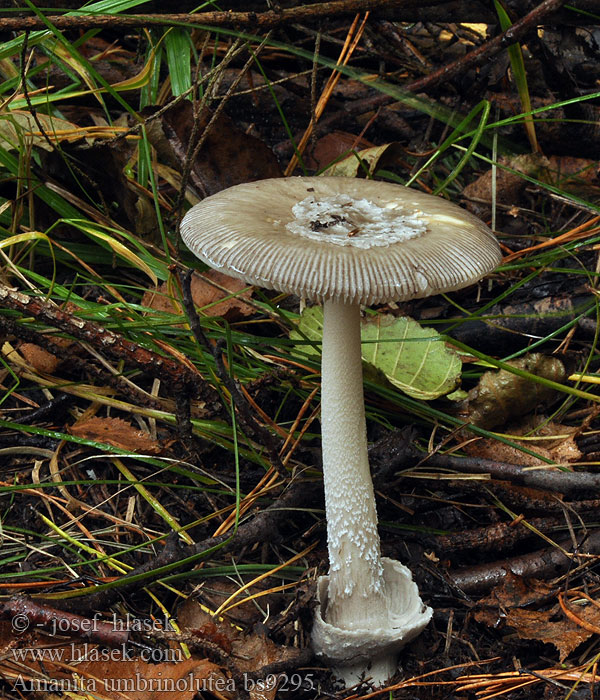 Amanita umbrinolutea Muchotrávka Battarova Amanite cerne sombre