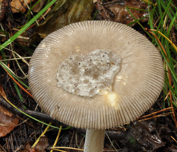 Amanita umbrinolutea Zonkamskivling Yellow-brown grisette