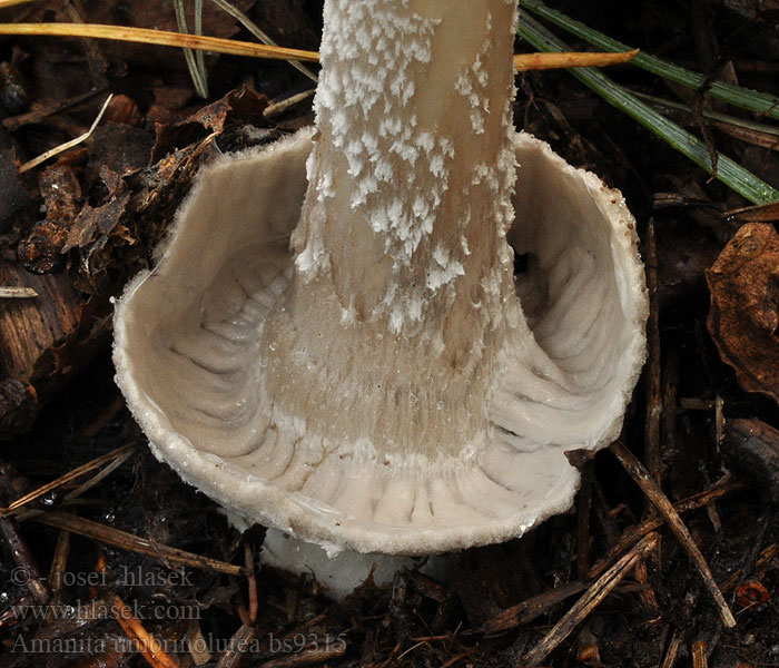 Amanita umbrinolutea Pošvatka hnědožlutá