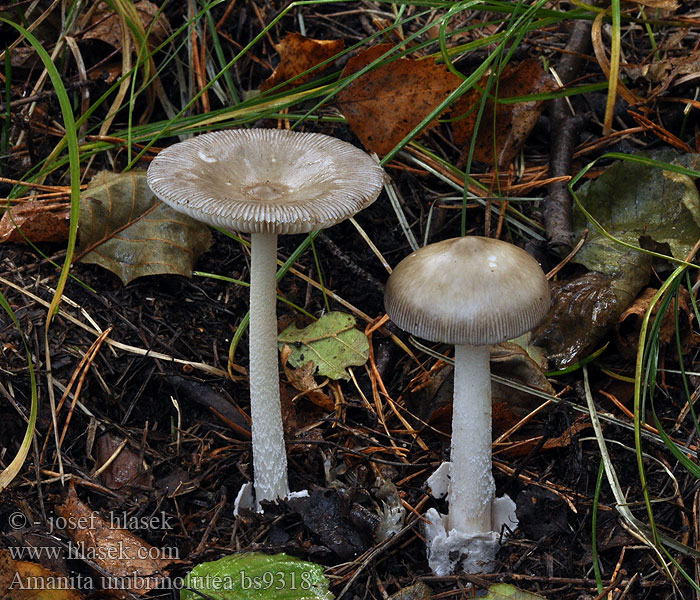 Amanita battarrae umbrinolutea Muchomůrka hnědožlutá Pošvatka