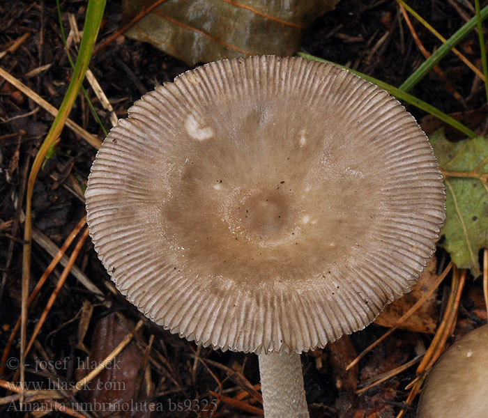 Amanita battarrae umbrinolutea Muchomor oliwkowy