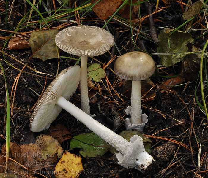 Amanita battarrae umbrinolutea Verfärbender Scheidenstreifling