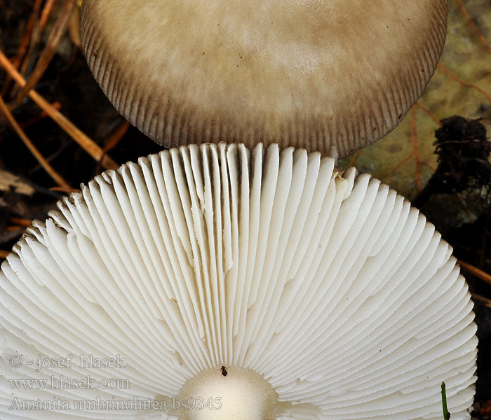 Amanita battarrae umbrinolutea Kehäkärpässieni