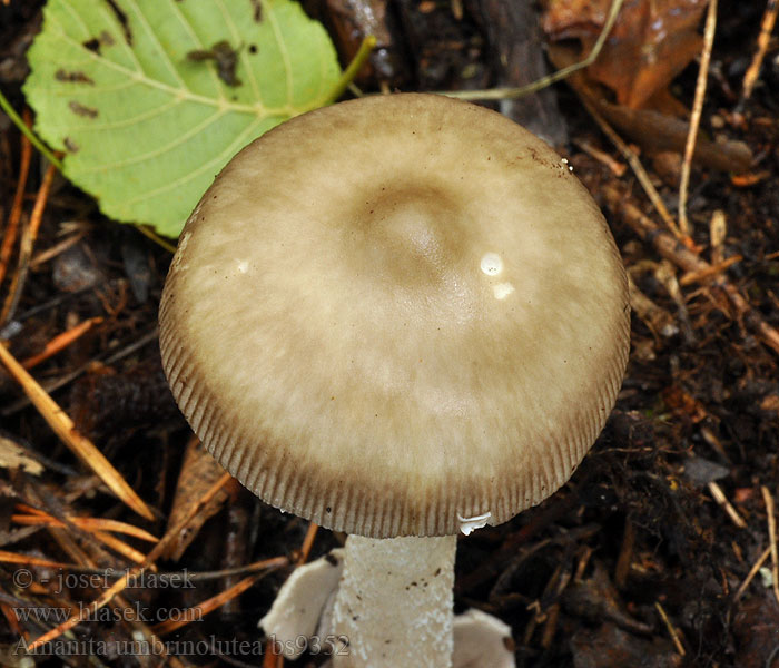 Amanita battarrae umbrinolutea Muchotrávka Battarova