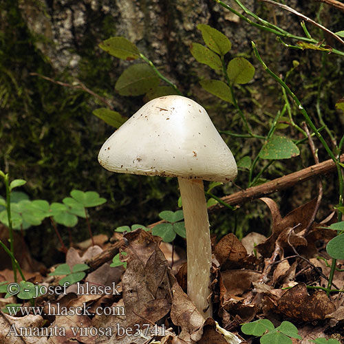 Amanita virosa European Destroying angel Muchomůrka jízlivá Kegelhütiger