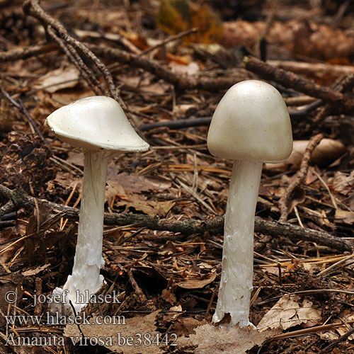 Amanita virosa be3842